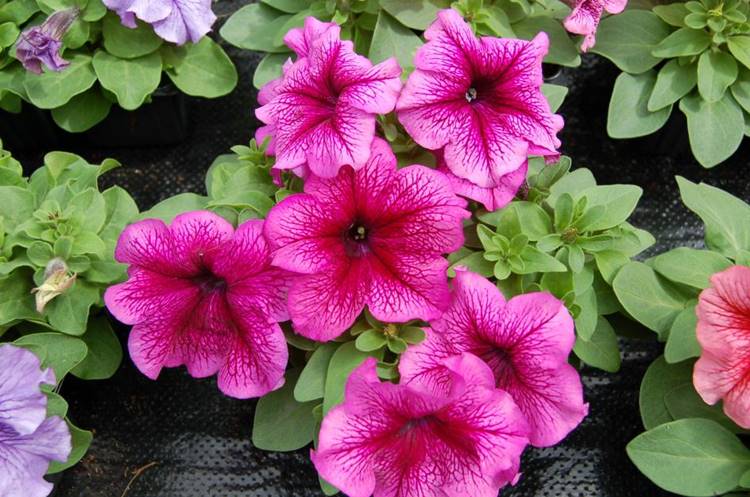 PETUNIA LIMBO VIOLETTO VENATO NR.1000 SEMI PILL.